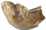 Woolly Mammoth Half Mandible with M Molar - North Sea #298455-3